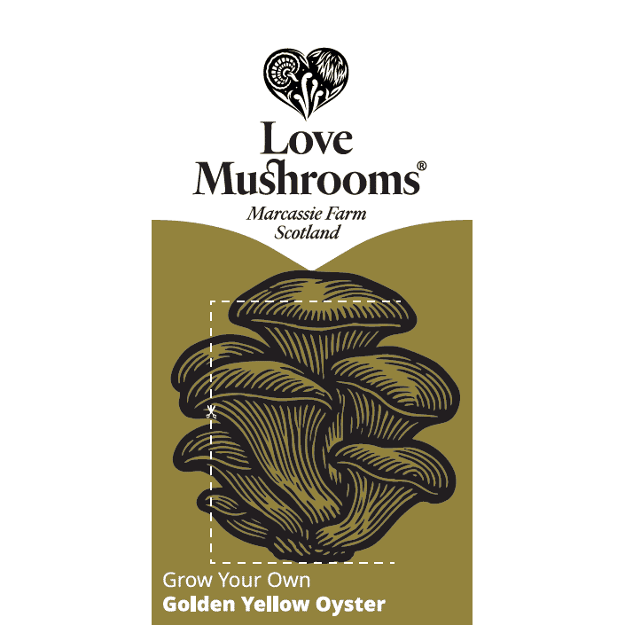 Love Mushrooms Grow Your Own Golden Yellow Oyster (Mushroom Grow Kit) - Dennis the Chemist