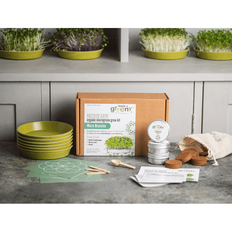 Teeny Greeny Microfarm Organic Microgreen Grow Kit 'Micro-Brassica' (Red Cabbage, Broccoli, Kale)